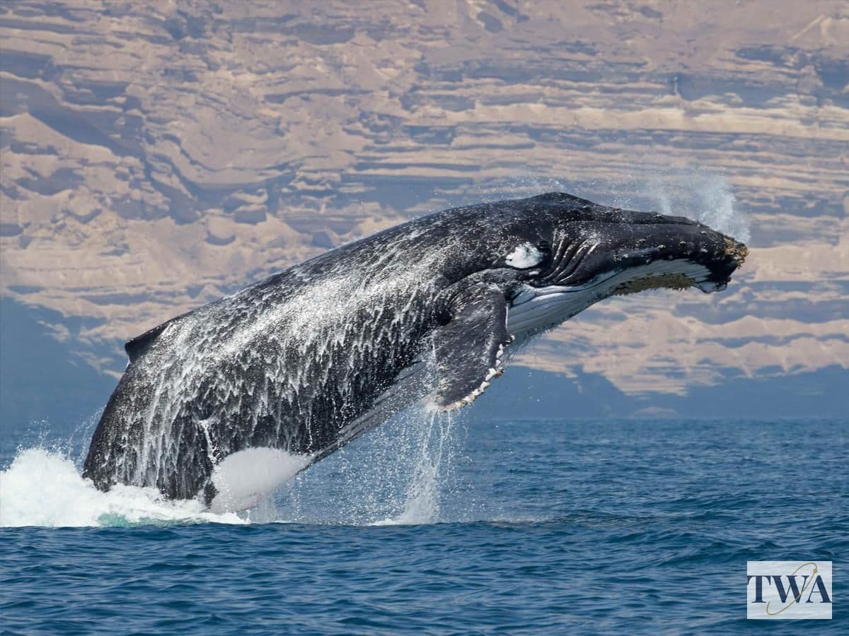 How AI, Satellites and Drones Are Transforming Whale Conservation — And Why Pakistan Should Pay Attention How AI, Satellites and Drones Are Transforming Whale Conservation — And Why Pakistan Should Pay Attention