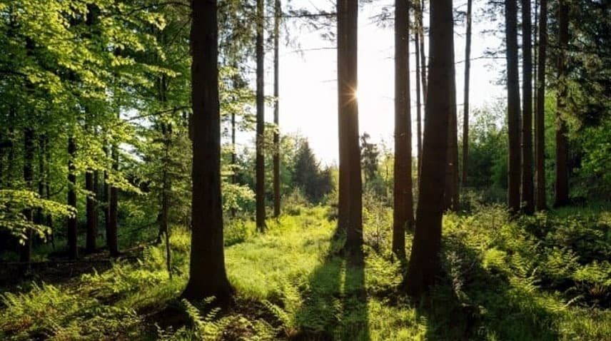 Govt of Punjab and DHA launch initiative to rejuvenate Takht Pari Forest